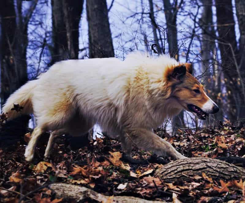 Vasya trots briskly through the forest
