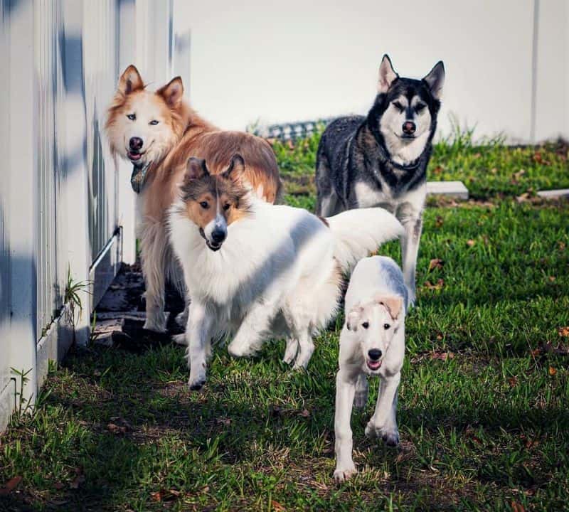 Seneca and Lakota look on as Vasya chases Rusalka around the back yard