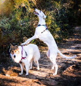 Vasya stands on a forest path with Rusalka (a white Borzoi with blonde spots) leaping in the air near her