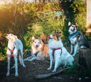 All 4 dogs in various sitting, lying, and standing positions wear harnesses while sitting on a park path