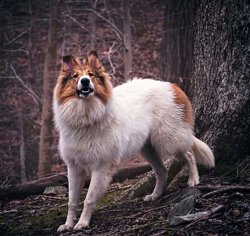 Vasya stands outlined against bare branches, head held high and teeth slightly showing