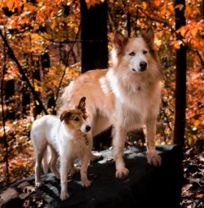 Vasya stands beside Seneca on a rock against a background of fiery fall color in the autumn woods