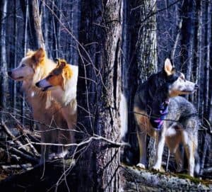 Seneca, Vasya, and Lakota stand among tree trunks like pillars, all staring off into the distance while facing opposite directions