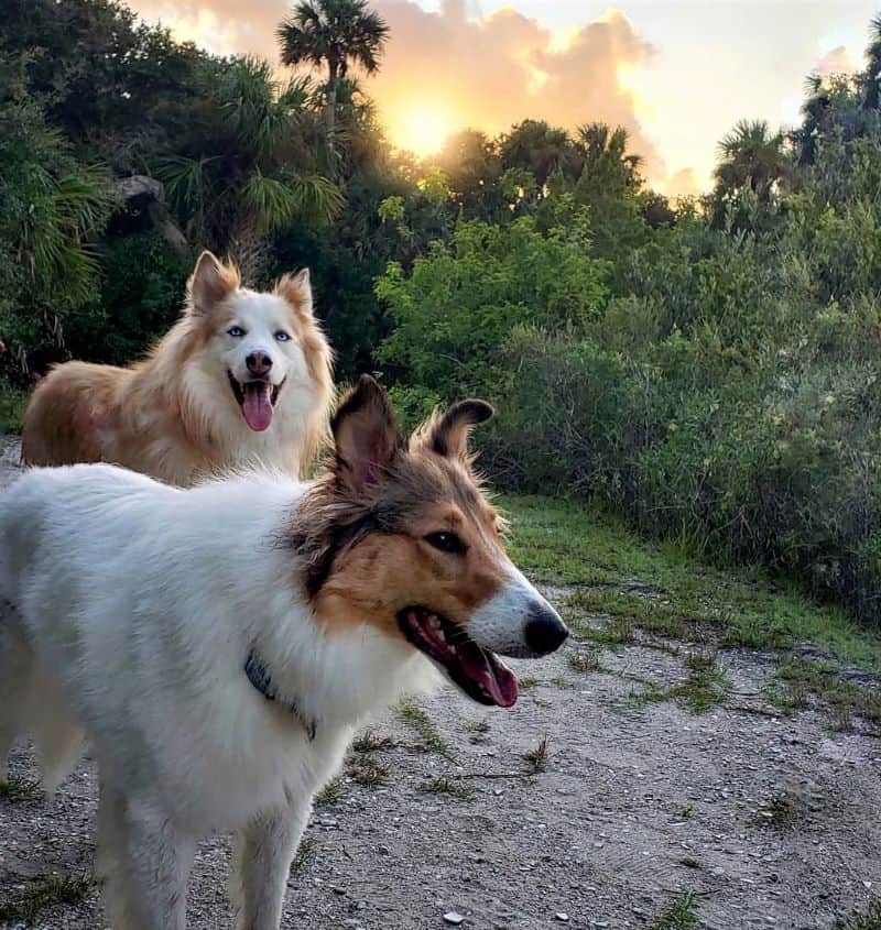 Vasya and Seneca stand on a sandy beach before a glorious sunrise