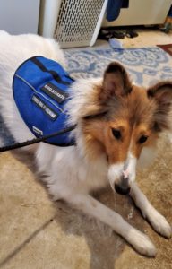 Vasya lies on the floor wearing a blue service dog in training vest