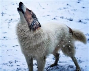 Vasya stands in the snow howling at the sky with head and ears thrown back like a wolf