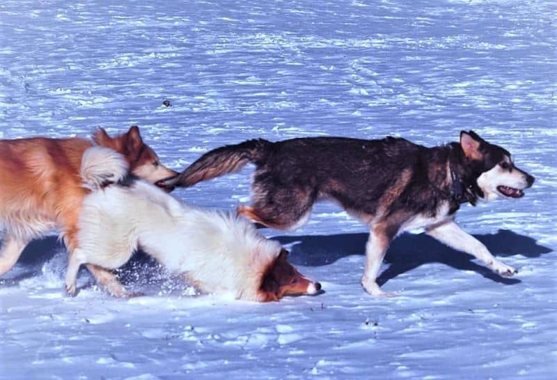 Vasya face plants into the snow as she attempts to run through a snowy field with Seneca and Lakota