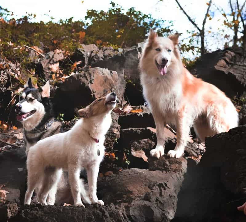 Seneca, Lakota, and Vasya stand on a rocky outcrop, with Vasya howling like a little wolf cub