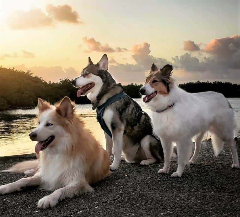 Seneca lying down, Lakota sitting, and Vasya standing on a beach with a vibrant sunset behind them
