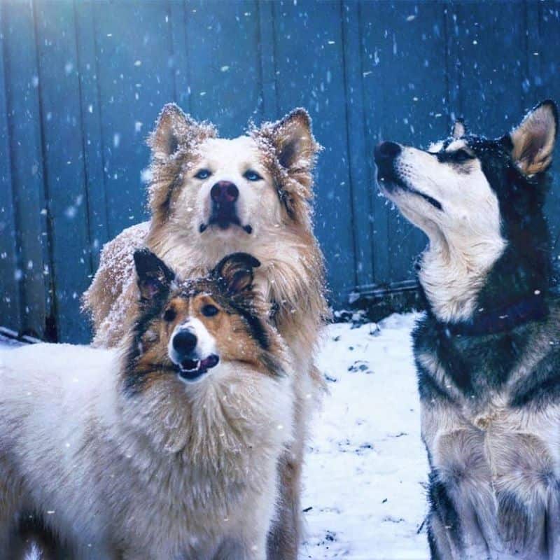 Vasya, Seneca, and Lakota stand outside amid falling snowflakes