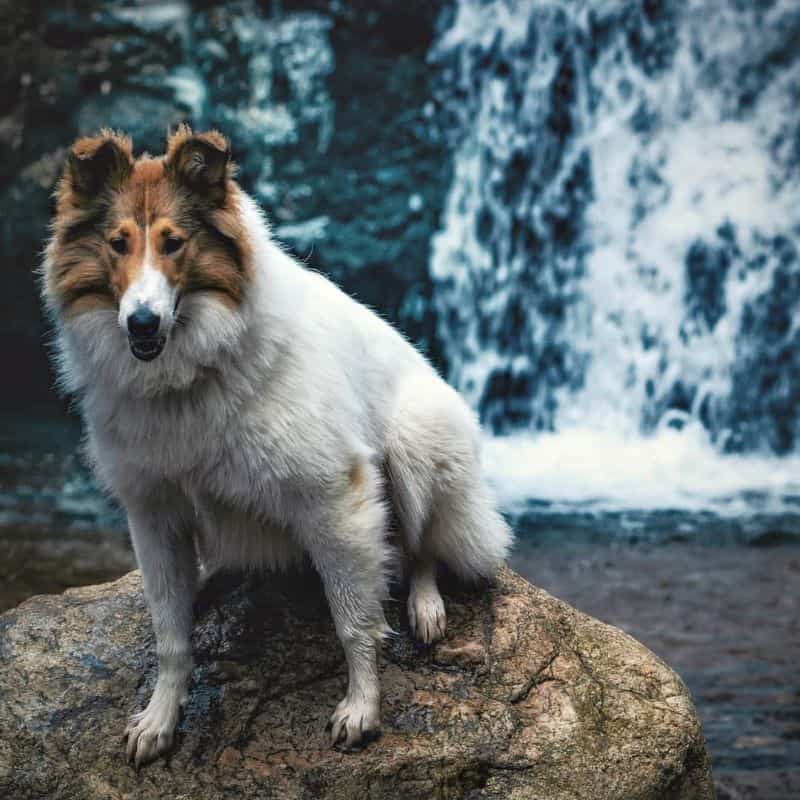 Vasya sits on a rock before a waterfall