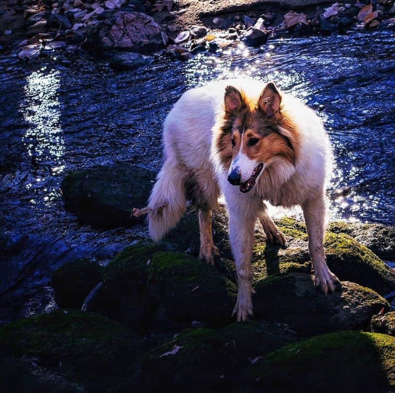 A muddy Vasya stands on wet, mossy rocks by the riverside