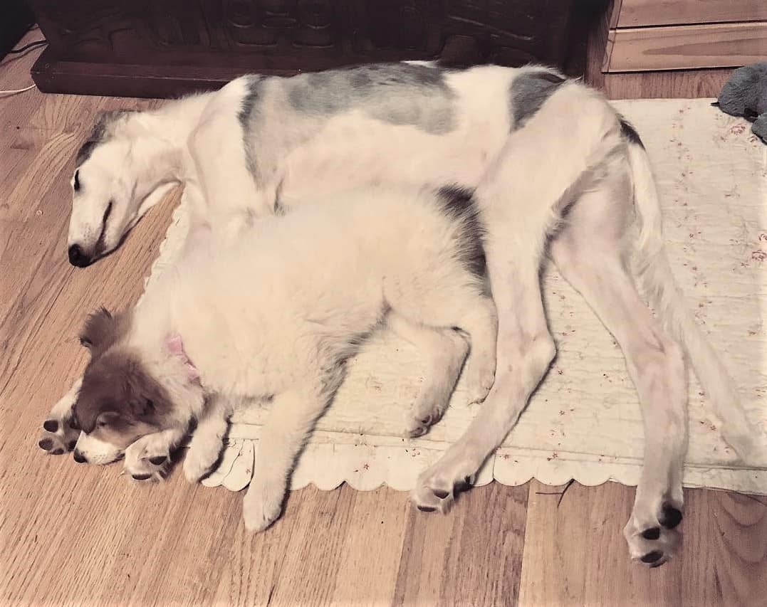 Vasya lies snuggled against Shaniko, a much larger gray and white Borzoi (Russian Greyhound) puppy