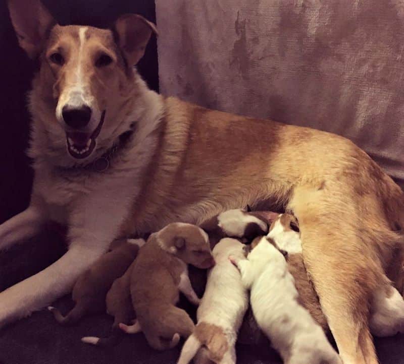 A sable merle (tan and white with some blue in eyes) Smooth Collie lies on her side smiling happily while nursing her litter of puppies