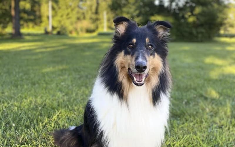 Smart Rough Collie Simon