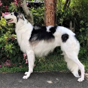 shaniko, grey and white grown-up Borzoi, stands posed outside in a "show dog" stack stance