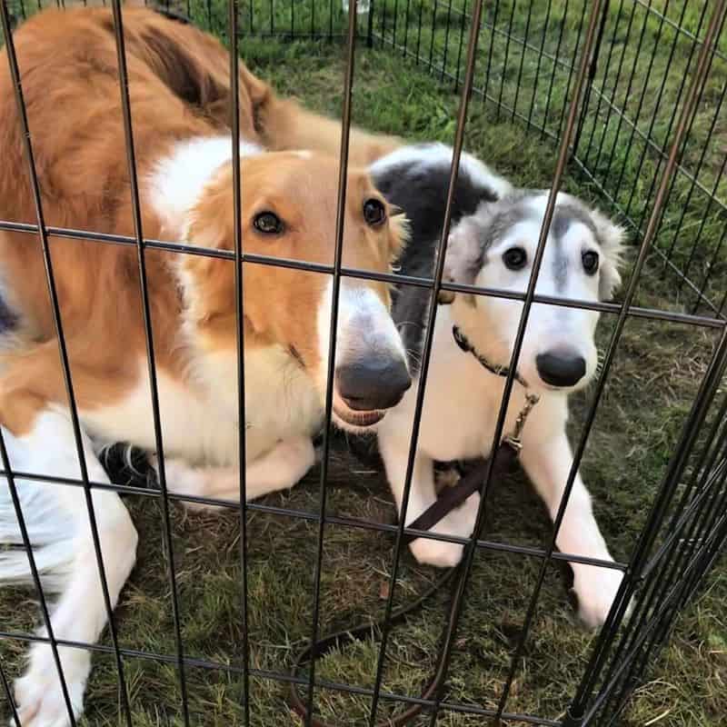 A red and white adult Borzoi lies outside next to a grey and white Borzoi puppy