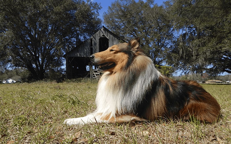 are rough collie the most intelligent dogs