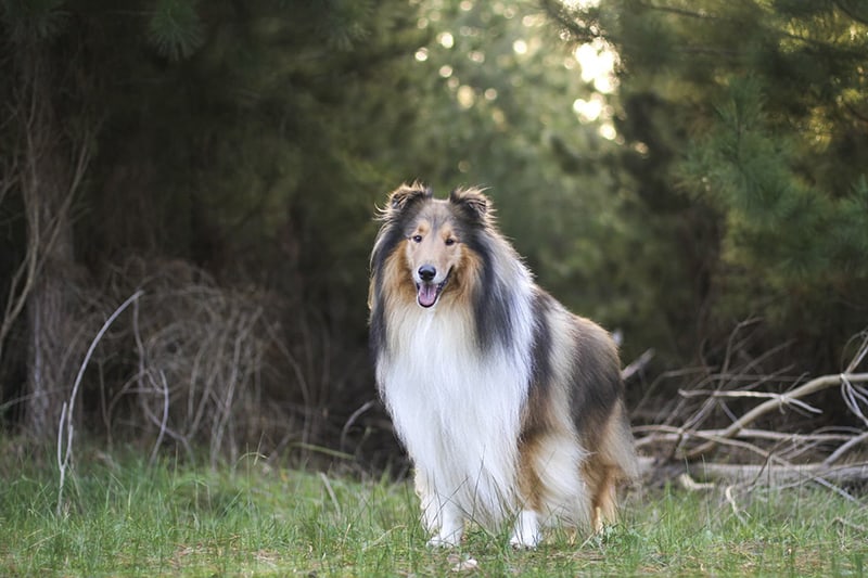 Meet Lassie!! : r/roughcollies