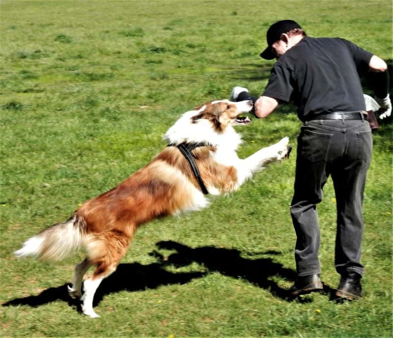 A man in black with a bite sleeve on his arm trains his sable and white Rough Collie in protection work. The Collies is lunging for the man's arm