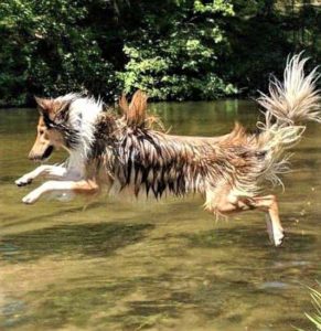 A wet sable and white OTSC (Old Time Scotch Collie) jumps gleefully into a river