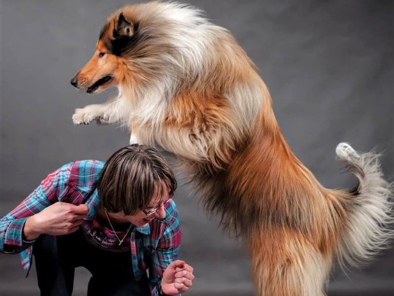 Sable and white Rough Collie leaping over the back of his handler, a woman crouched on the ground, smiling