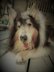 Pepsi lies on a porch deck, happily smiling at the human behind camera