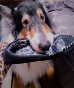 Pepsi presents a slipper, held carefully in his mouth, to his humans