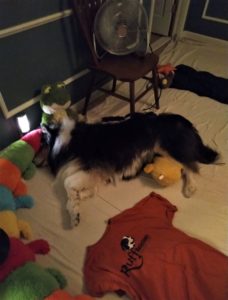 Pepsi lies on the floor surrounded by stuffed animals, with his head pillowed on one, and a night light to keep him company