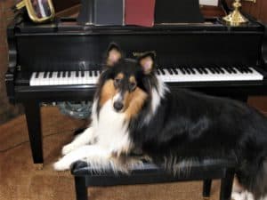 Pepsi stands with his hind legs on the floor and his whole body and front legs draped lengthwise across a piano bench