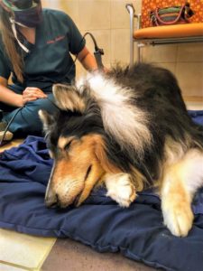Pepsi lies on a comfy surface looking very relaxed as he is given therapy by a veterinary staff member in scrubs