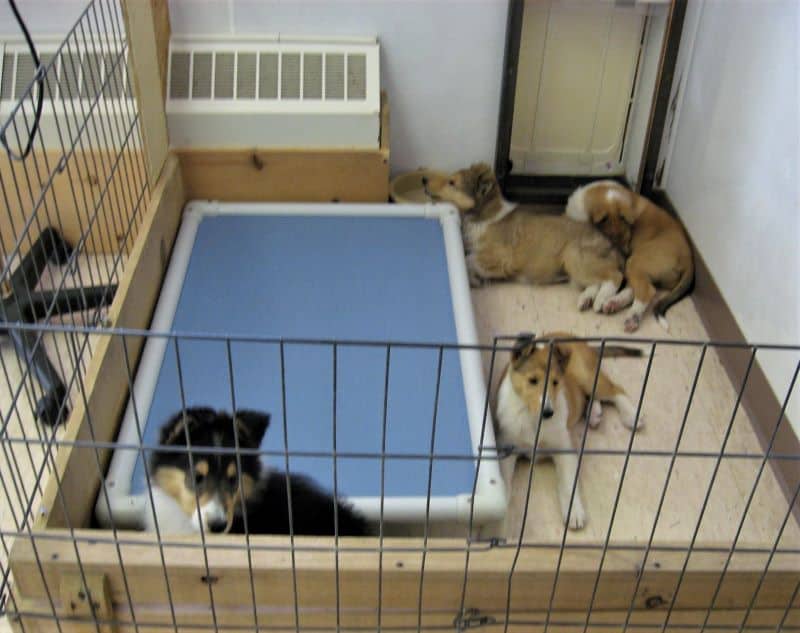 Pepsi and his littermates from Accent Collies