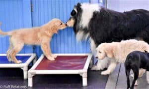 Pepsi sniffs noses with a young Golden Retirever puppy while a Golden Doodle puppy stands beside him