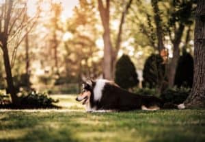 Pepsi lies beneath a shade tree in the golden light of a fading sun