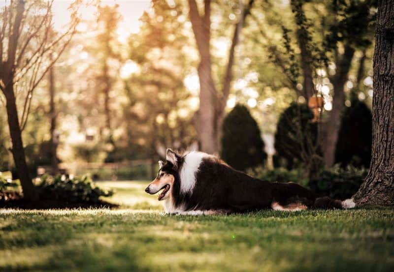Pepsi lies beneath a shade tree in the golden light of a fading sun