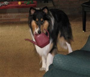 Pepsi stands indoors holding a watering can in his mouth