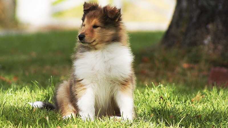 Smooth Collie Puppies For Sale In Pa / Jessie Border