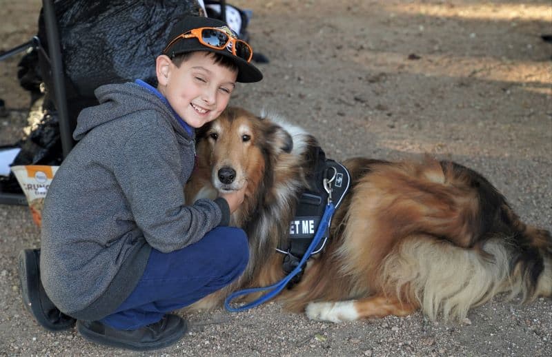 A sable and white Rough Collie lies on the ground wearing a vest that says "pet me" and being petted by a happy young boy