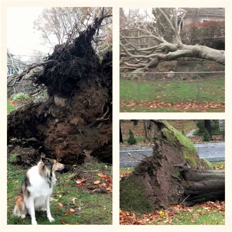 A sable and white Rough Collie sits beside a large fallen tree with a massive root system