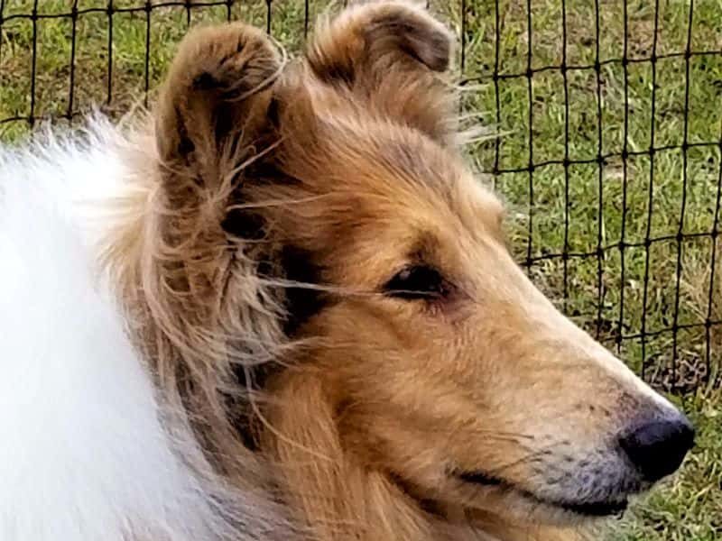 Headshot of a lovely sable merle (light gold and white) Rough Collie with tipped ears and a keen expression