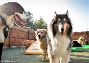 Pepsi smiles happily in the golden sunlight at his doggy daycare, flanked by a smiling Bernese Mountain Dog and a happy Golden Retriever