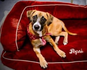 Twyla the Boxer mix puppy reclines on a red plush velvet dog bed that has Pepsi's name embroidered on it