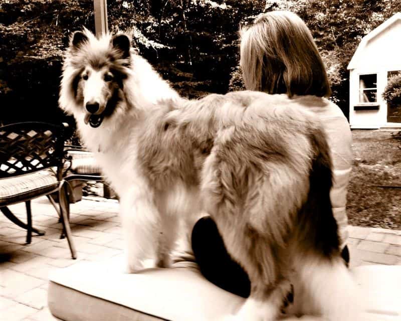 Fluffy puppy Cody stands outside with Donna, while his tongue hangs out the side of his mouth