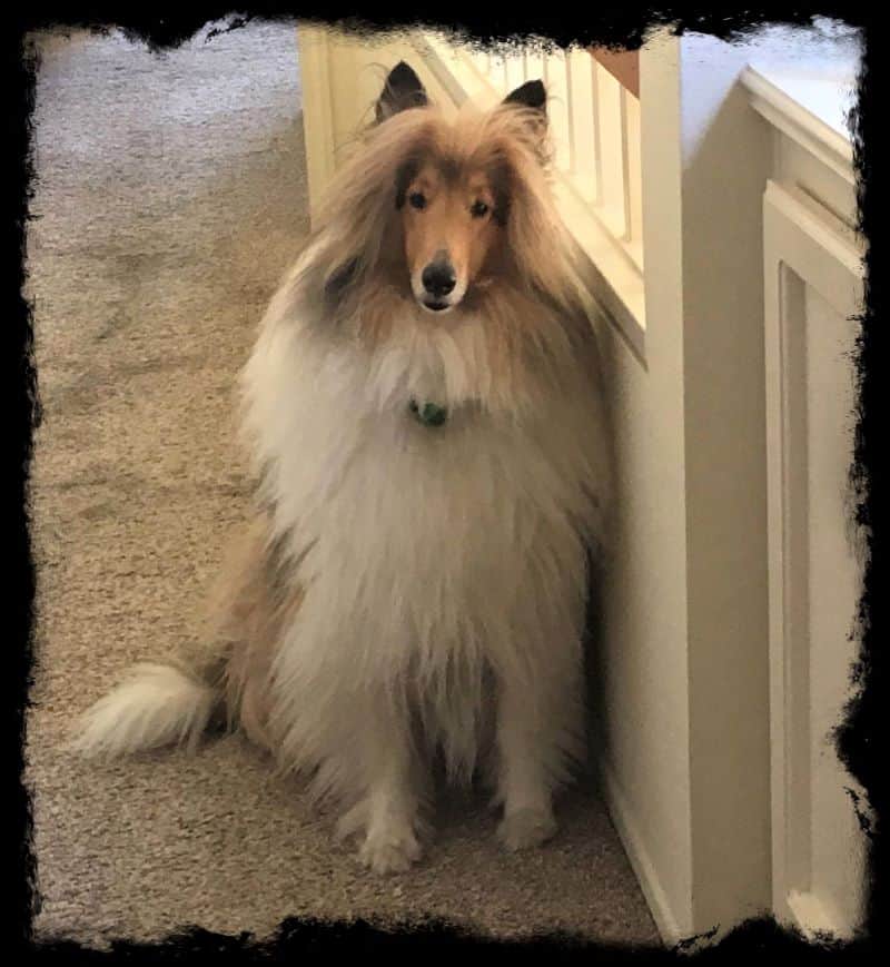 Cody sits inside on plush carpet that is very outplushed by his fur