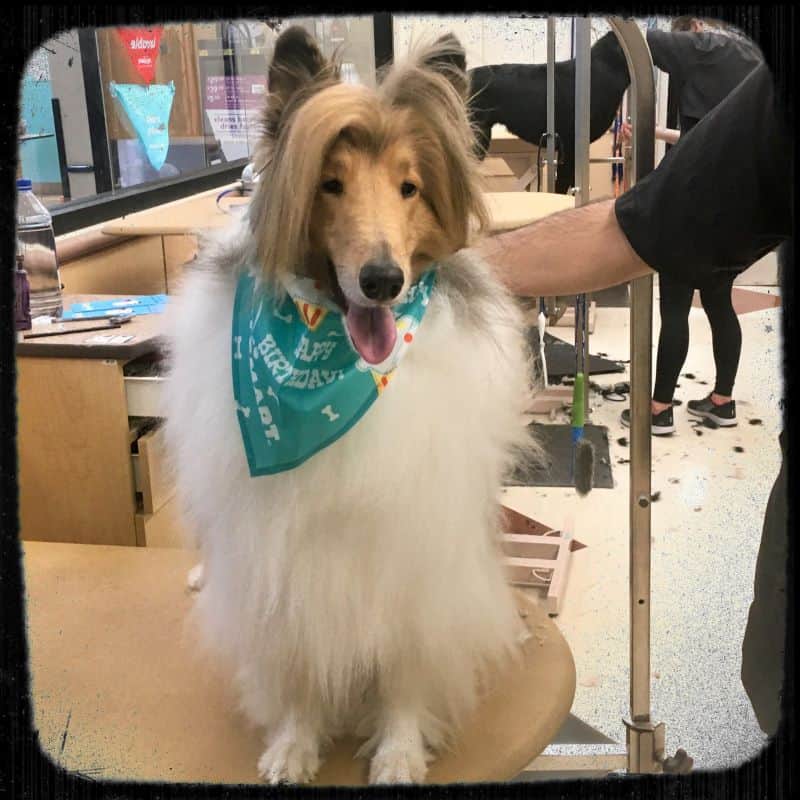 Cody after a grooming looking soft and silky