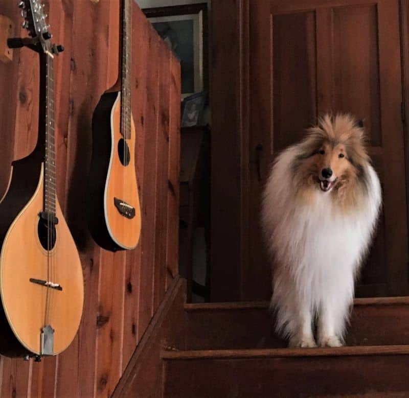 A very fluffy sable (tan) and white Rough Collie (longhaired Collie) stands on wooden stairs with guitars hanging on wood-paneled walls beside him