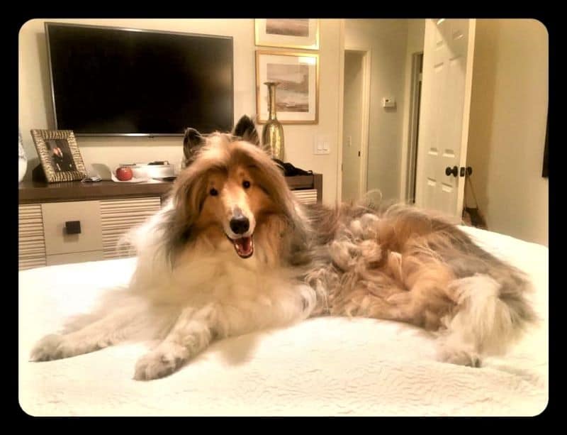 Cody lies on a bed happily grinning at the camera