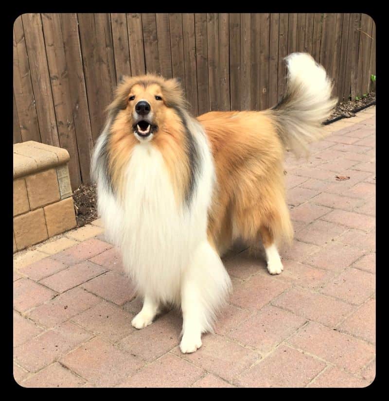 Cody stands outside barking enthusiastically