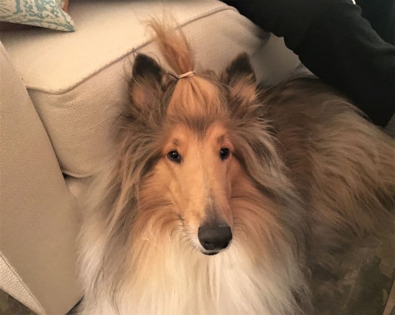 Cody displays his bangs held upright by a rubber band