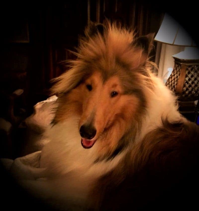 A young smiling Cody showing off his spiky forehead poof